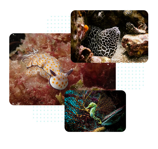 KOH-LIPE-BANNER-B
